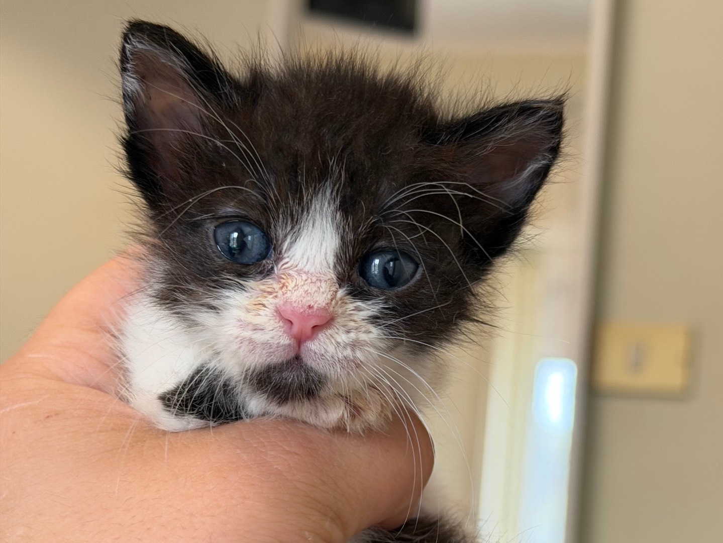 Adotta un gatto, maschio, 1 mesi, Messina