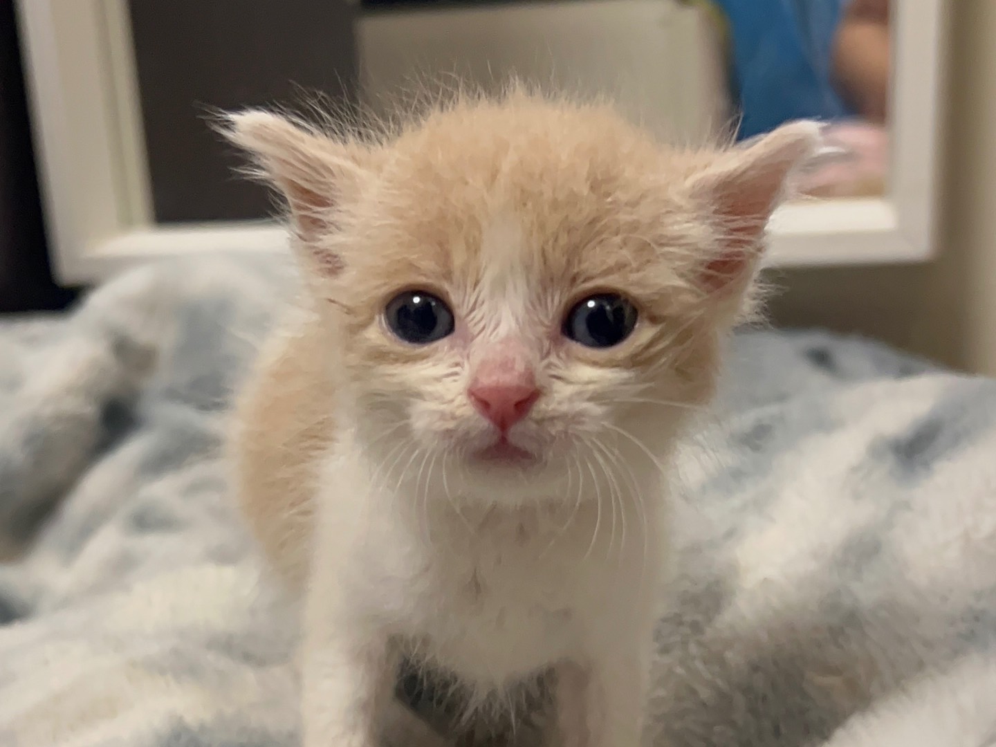Adozione gatto, maschio, Razza sconosciuta Razza sconosciuta, 1 mesi, taglia non valida, Messina