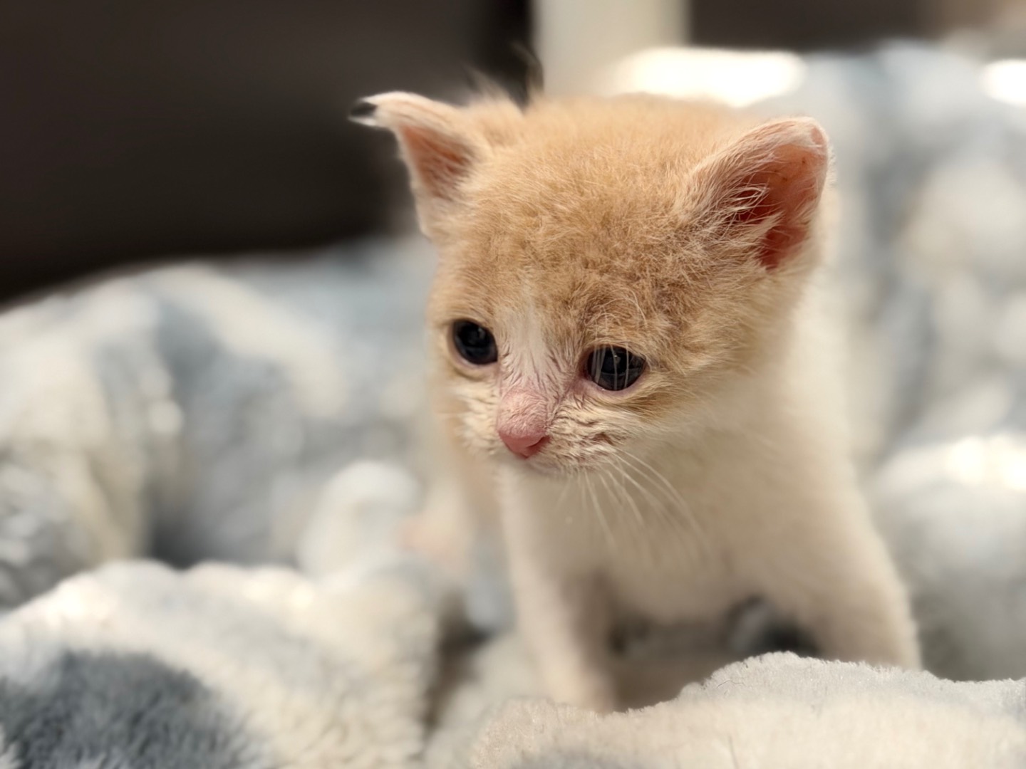 Adotta un gatto, maschio, 1 mesi, Messina