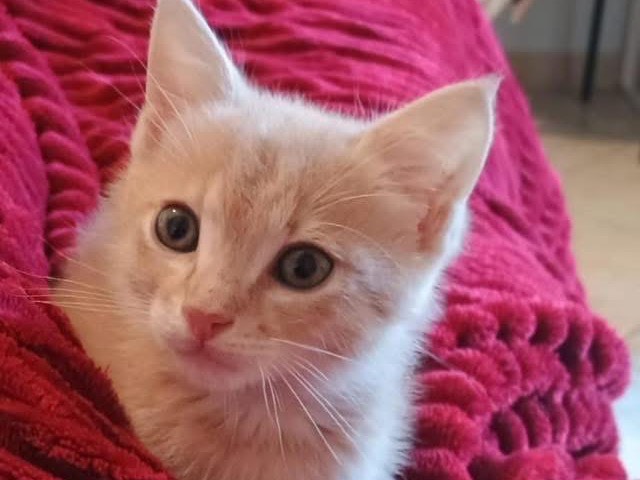 Adozione gatto, maschio, Razza sconosciuta Razza sconosciuta, 2 mesi, taglia non valida, Bari