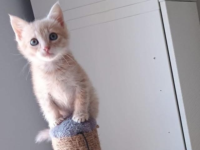 Adotta un gatto, maschio, 2 mesi, Bari