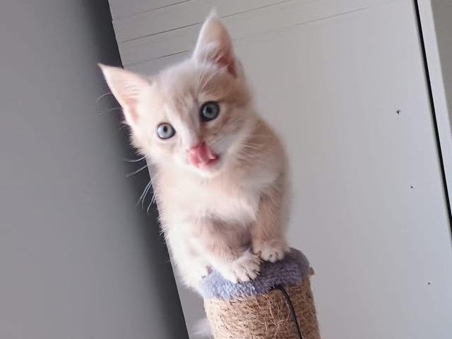 Adotta un gatto, taglia non valida, maschio, Bari