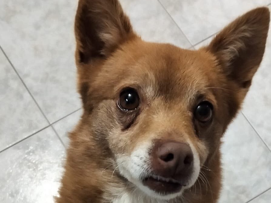Adozione cane, maschio, Razza sconosciuta Razza sconosciuta, 6 anni e 8 mesi, taglia piccola, Bari