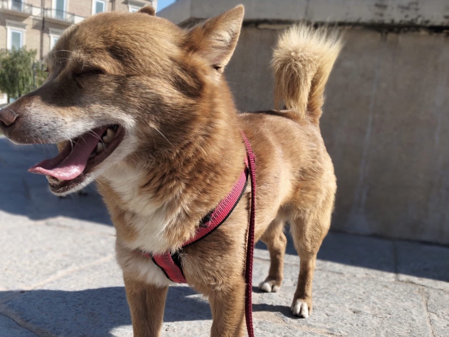 Adotta un cane, maschio, 6 anni e 8 mesi, Bari