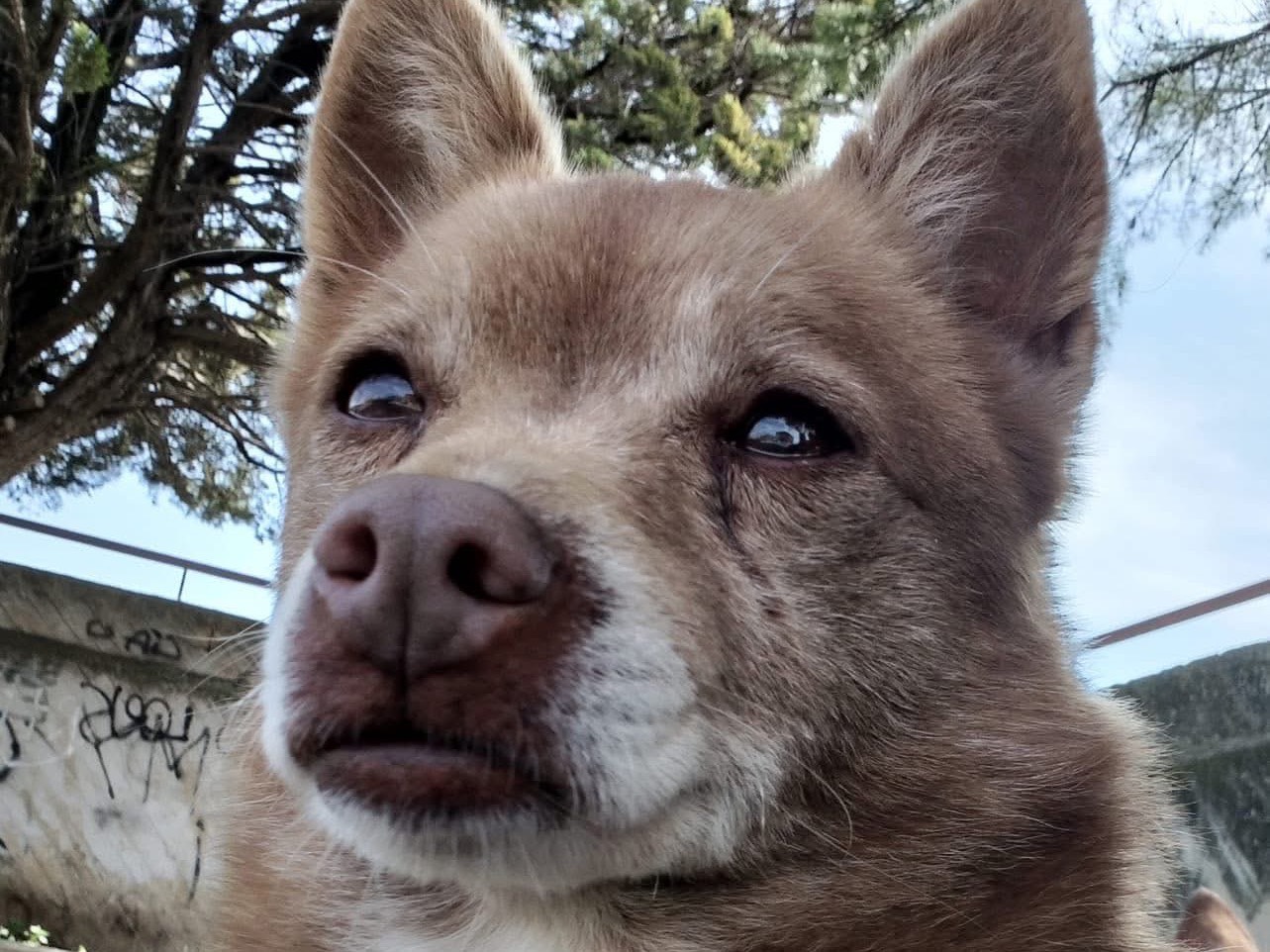 Adotta un cane, taglia piccola, maschio, Bari