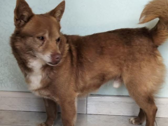Vuoi adottare un cane a Bari?
