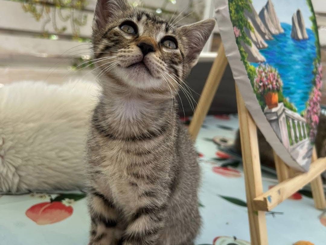Adotta un gatto, femmina, 2 mesi, Bari