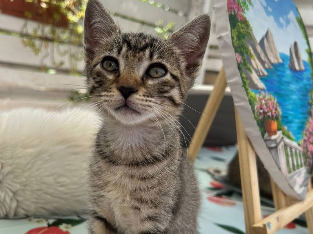 Adozione gatto, femmina, Razza sconosciuta Razza sconosciuta, 2 mesi, taglia non valida, Bari