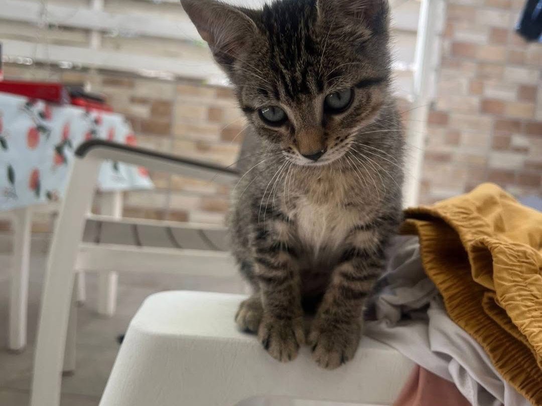 Adotta un gatto, taglia non valida, femmina, Bari