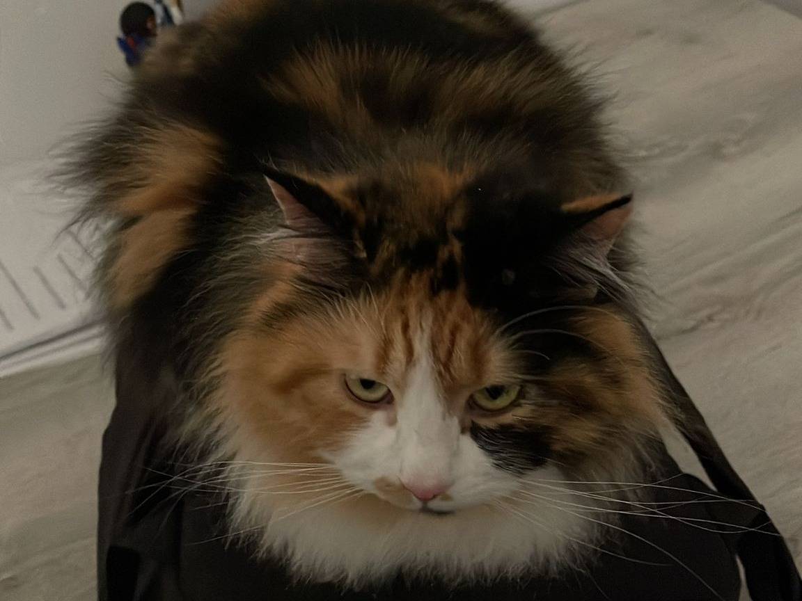 Adozione gatto, femmina, Razza sconosciuta Razza sconosciuta, 1 anno e 7 mesi, taglia non valida, Roma