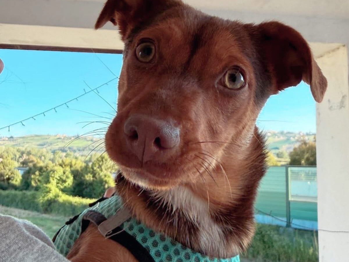 Adozione cane, femmina, Razza sconosciuta Razza sconosciuta, 6 mesi, taglia piccola, Pescara