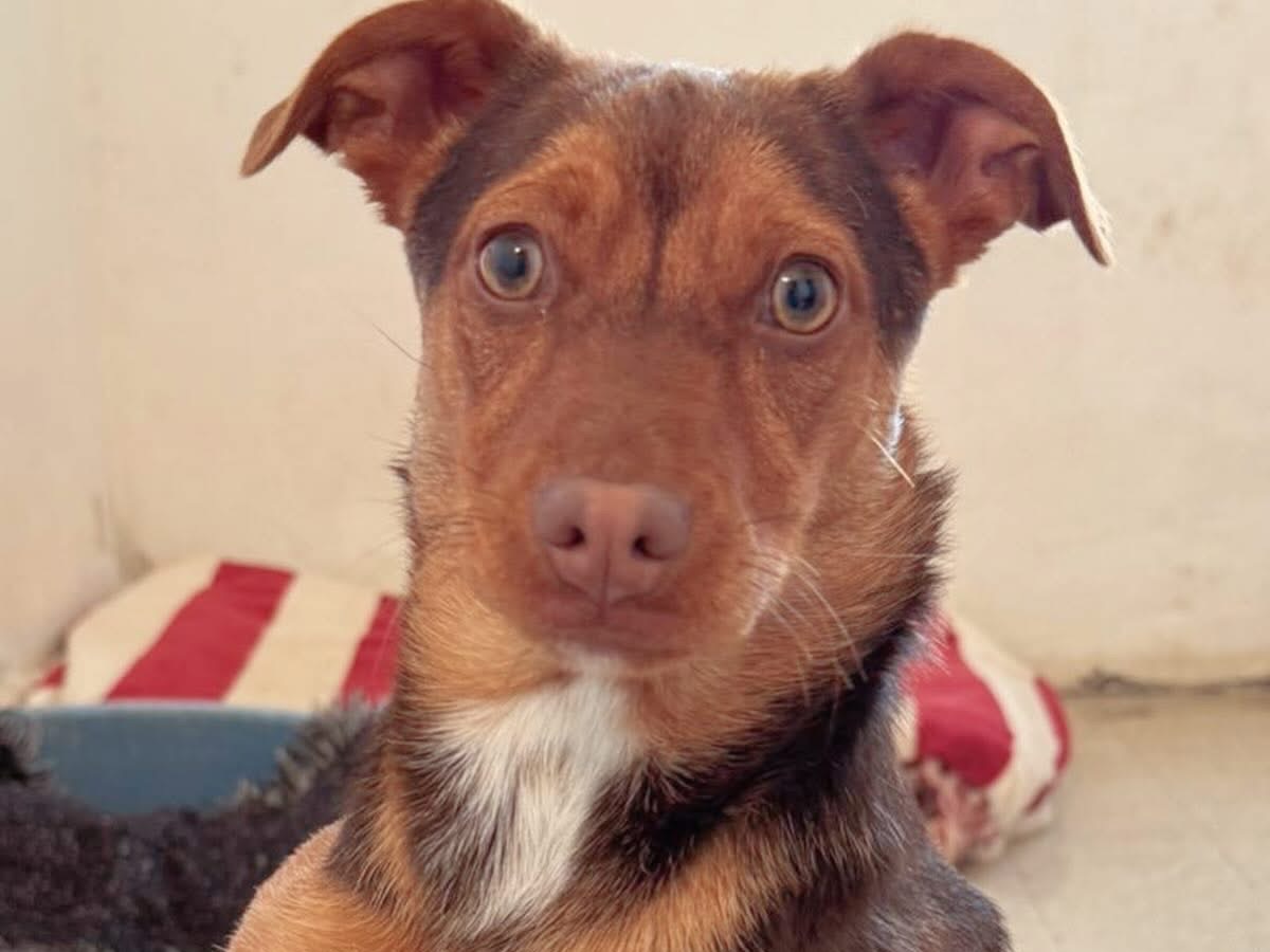 Adotta un cane, femmina, 6 mesi, Pescara
