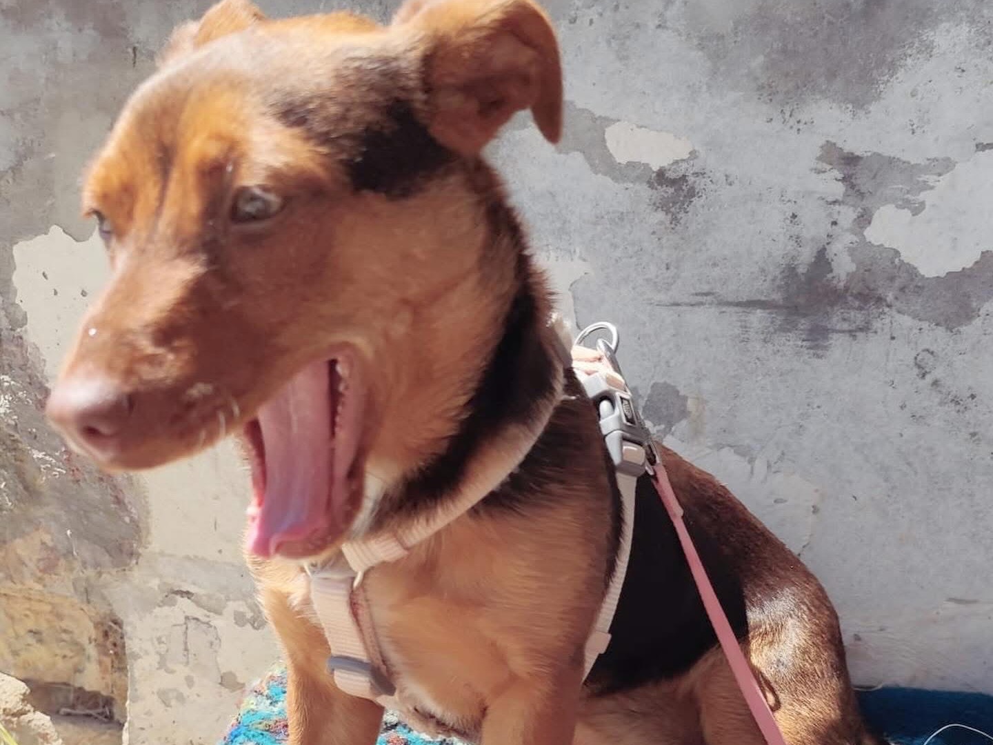 Adotta un cane, taglia piccola, femmina, Pescara