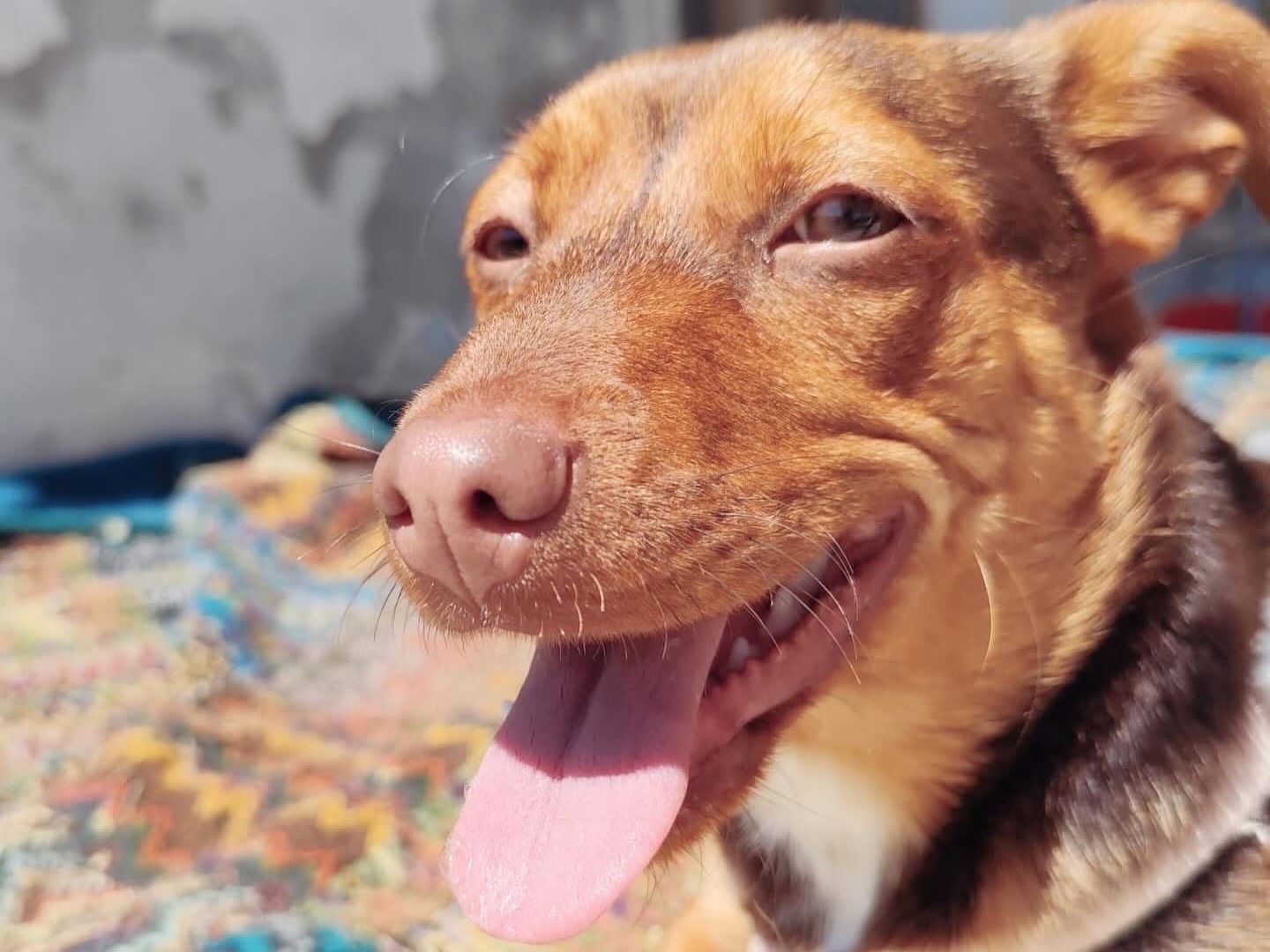 Vuoi adottare un cane a Pescara?