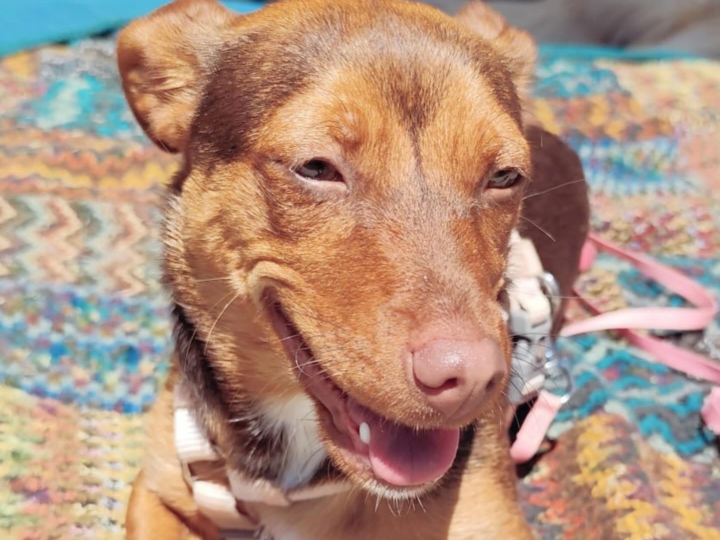 Adotta il cane Dora  a Pescara