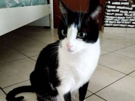 Adozione gatto, maschio, Razza sconosciuta Razza sconosciuta, 6 anni e 1 mese, taglia non valida, Torino