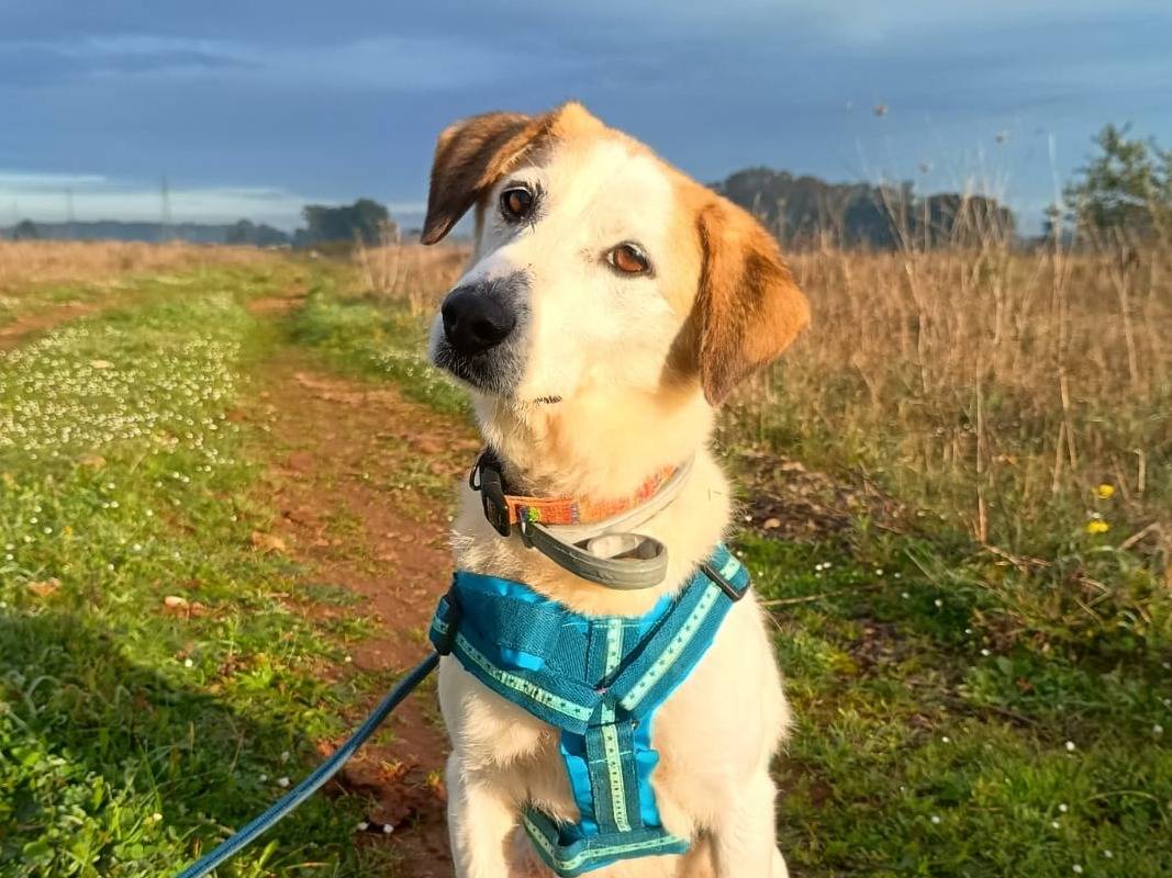 Adozione cane, femmina, Razza sconosciuta Razza sconosciuta, 8 anni, taglia media, Lecce