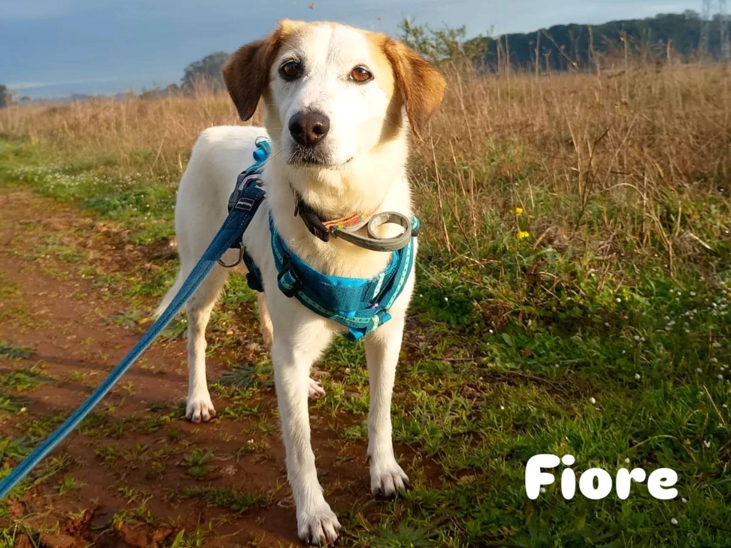 Adotta un cane, femmina, 8 anni, Lecce