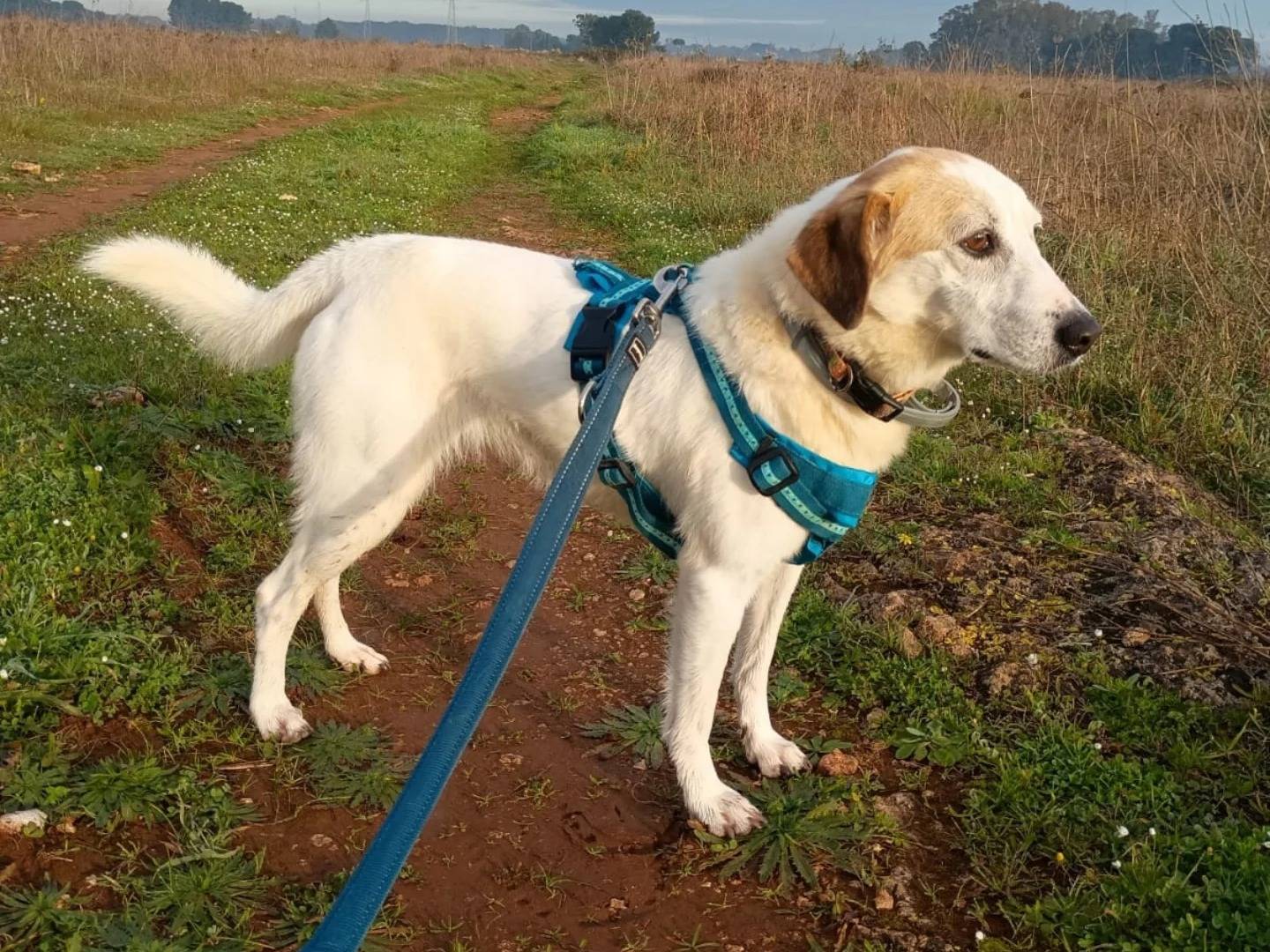 Adotta un cane, taglia media, femmina, Lecce