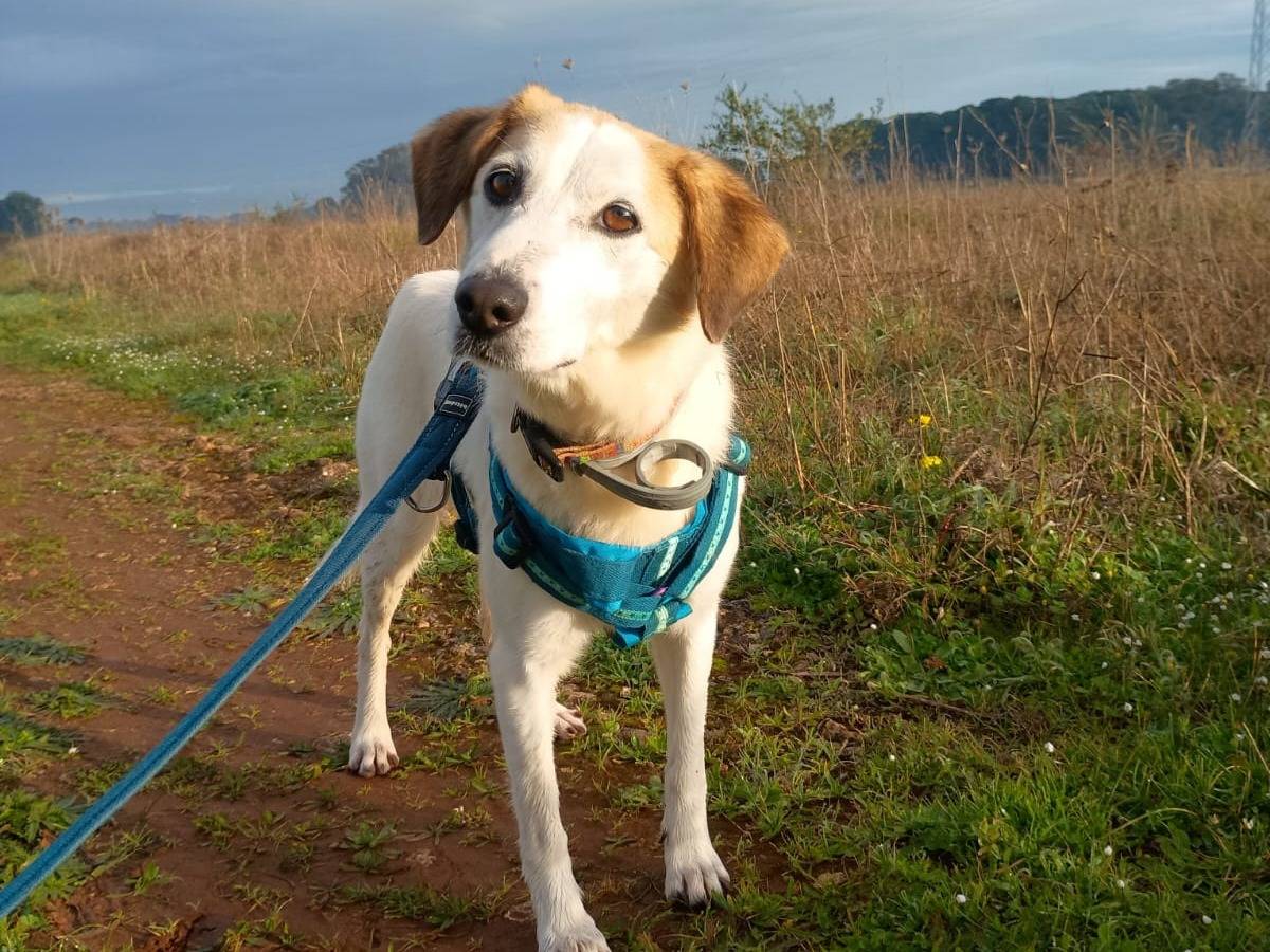 Vuoi adottare un cane a Lecce?