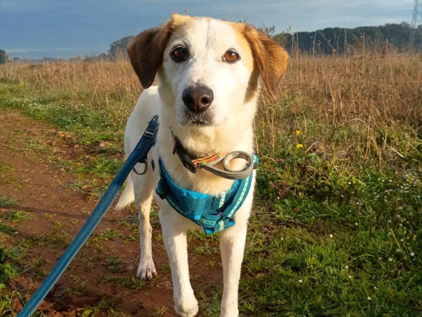 Adotta il cane Fiore a Lecce