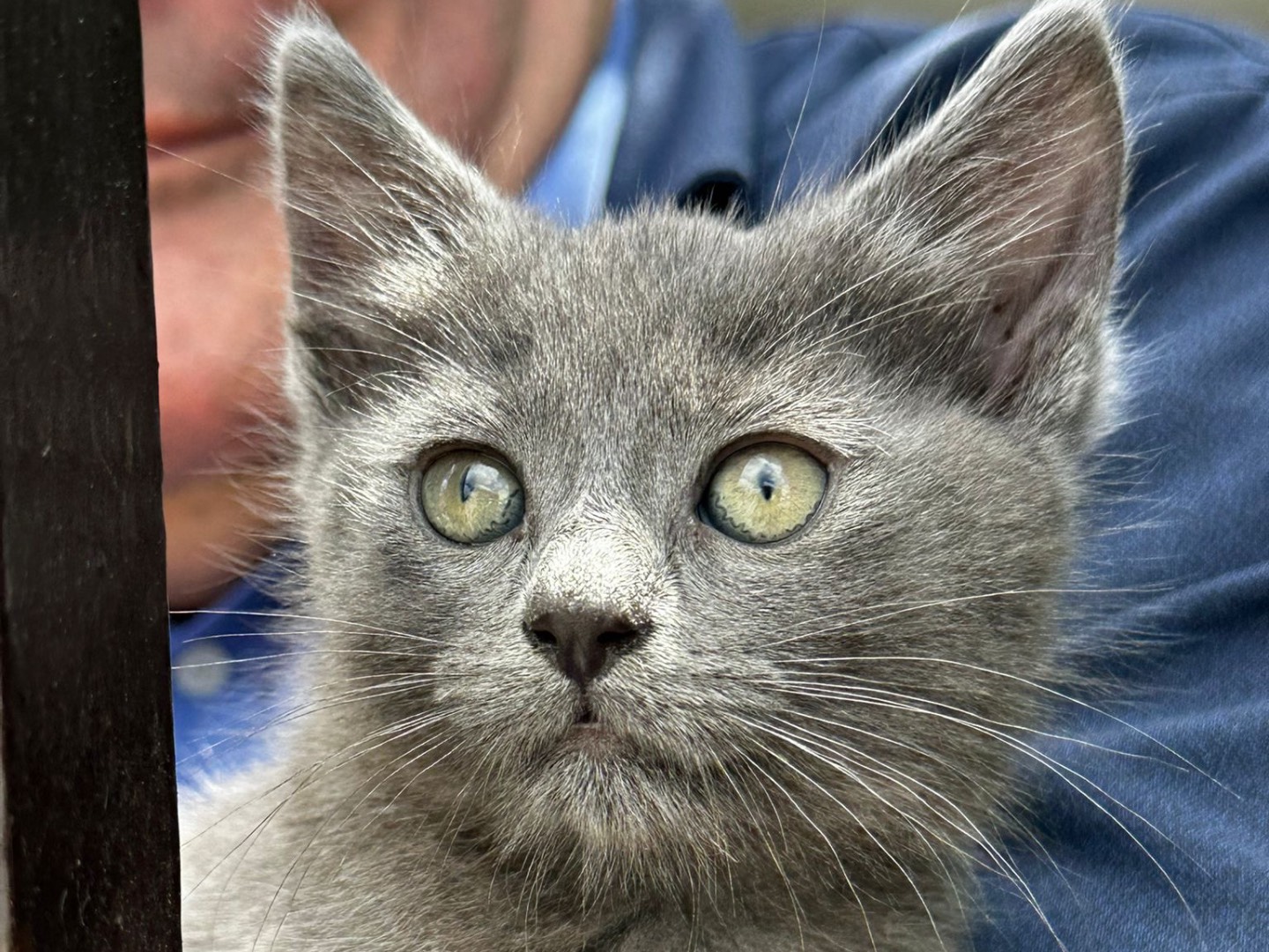 Vuoi adottare un gatto a Latina?