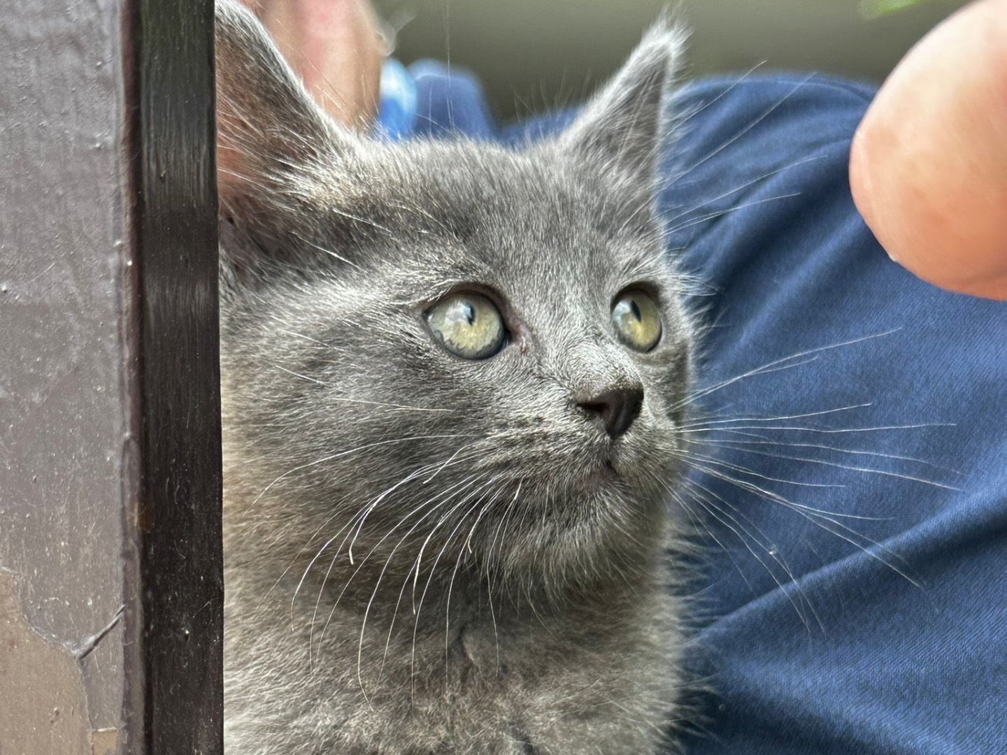 Adotta il gatto Rudolf a Latina