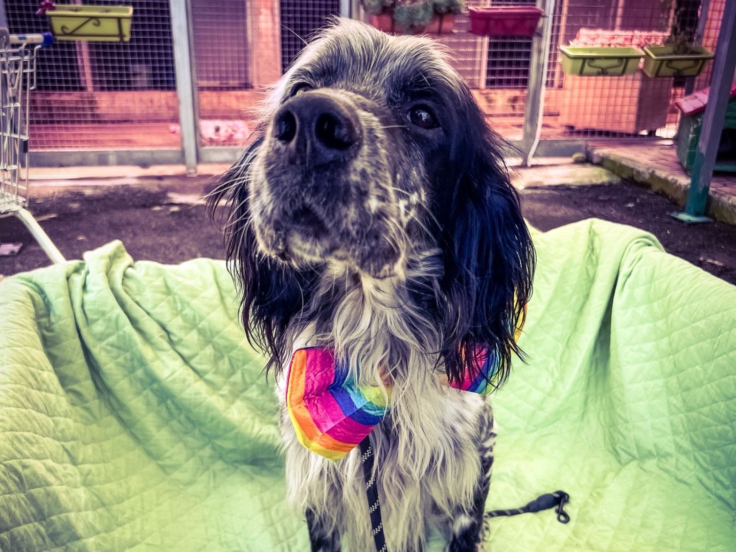Adotta un cane, maschio, 5 anni, Salerno