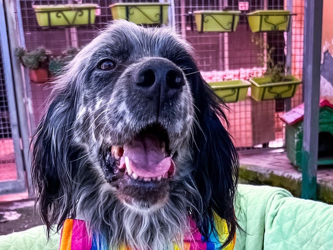 Adotta un cane, taglia media contenuta, maschio, Salerno
