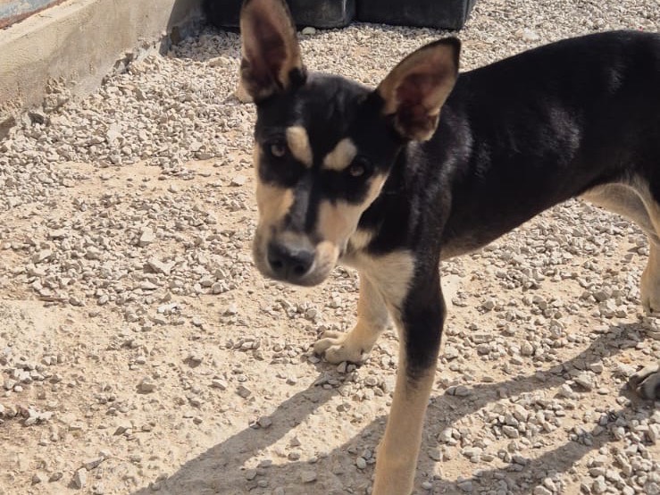 Adozione cane, femmina, Razza sconosciuta Razza sconosciuta, 3 mesi, taglia media, Ragusa