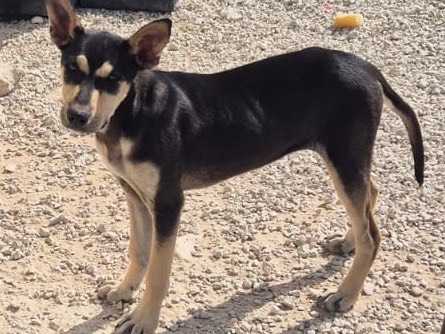 Adotta un cane, femmina, 3 mesi, Ragusa