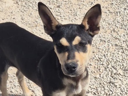 Adotta un cane, taglia media, femmina, Ragusa