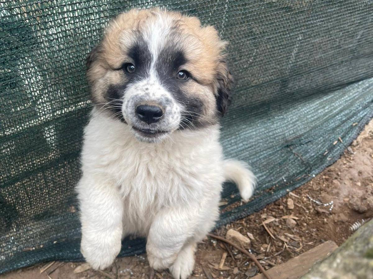 Vuoi adottare un cane a Frosinone?