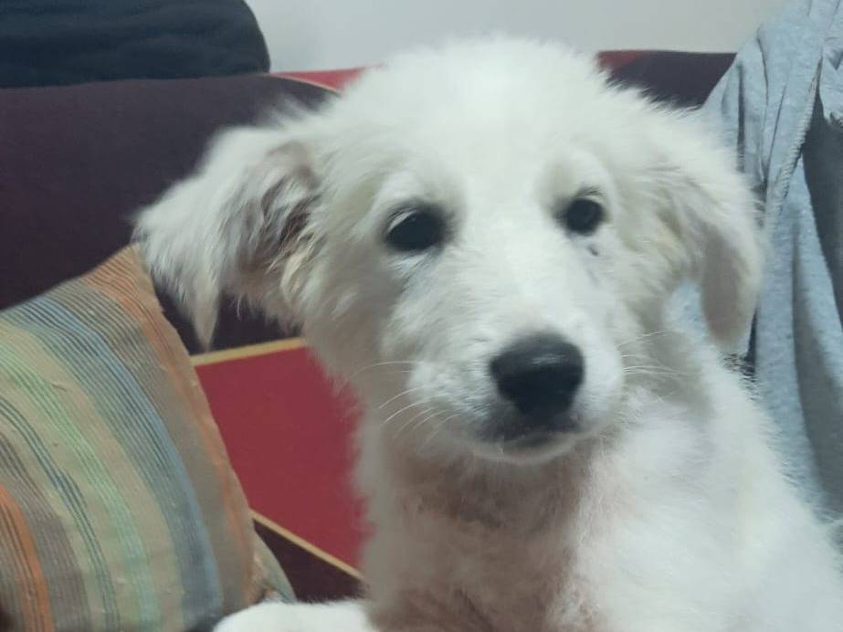 Adozione cane, maschio, Razza sconosciuta Razza sconosciuta, 3 mesi, taglia grande, Trapani