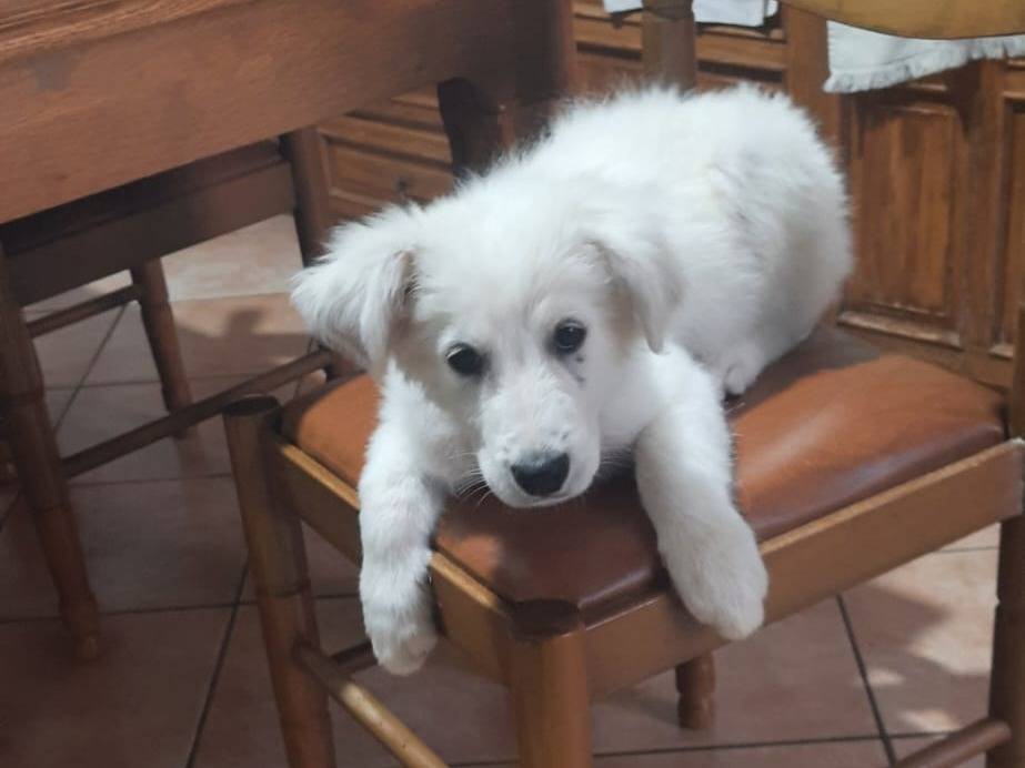 Adotta un cane, maschio, 3 mesi, Trapani