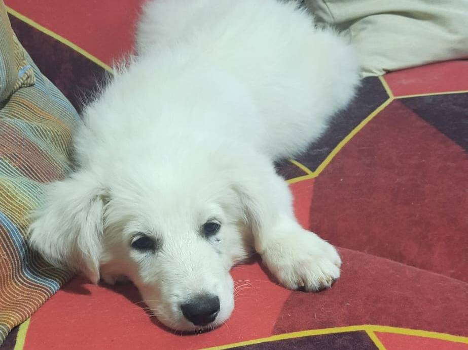 Adotta un cane, taglia grande, maschio, Trapani