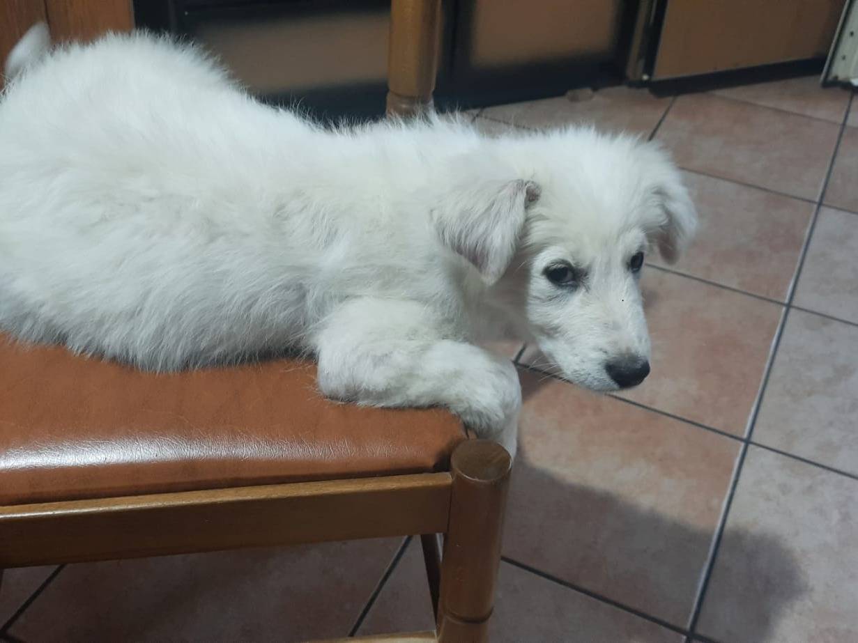 Vuoi adottare un cane a Trapani?