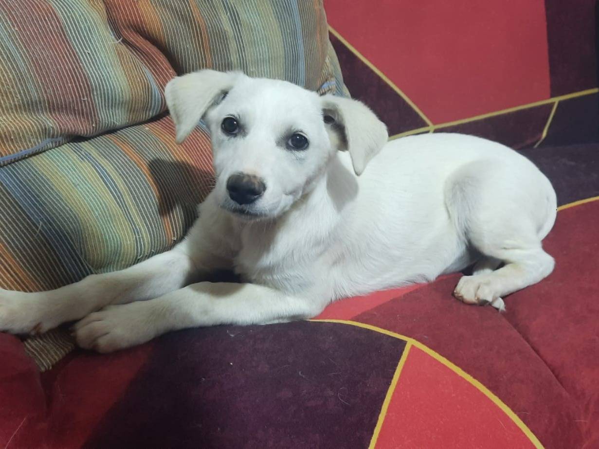 Adozione cane, femmina, Razza sconosciuta Razza sconosciuta, 3 mesi, taglia media, Trapani