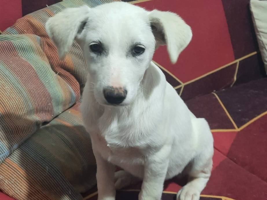 Adotta un cane, femmina, 3 mesi, Trapani