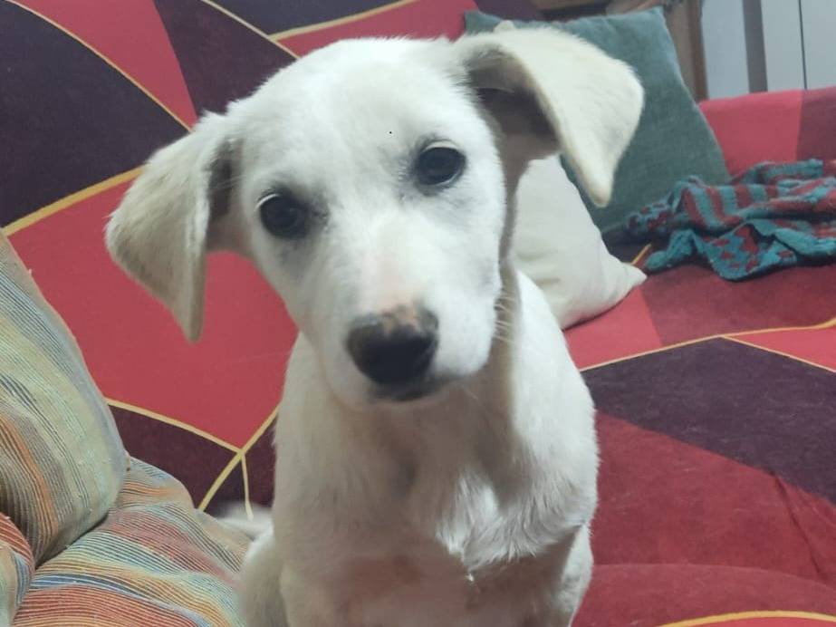 Adotta un cane, taglia media, femmina, Trapani