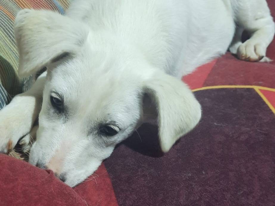 Vuoi adottare un cane a Trapani?