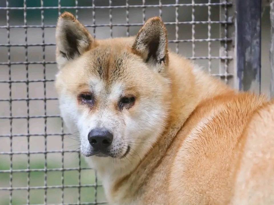 Adozione cane, maschio, Akita Razza sconosciuta, 1 anno e 5 mesi, taglia grande, Cremona