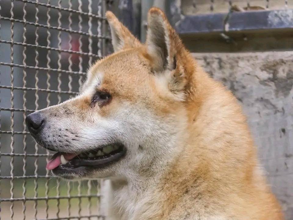 Adotta un cane, maschio, 1 anno e 5 mesi, Cremona