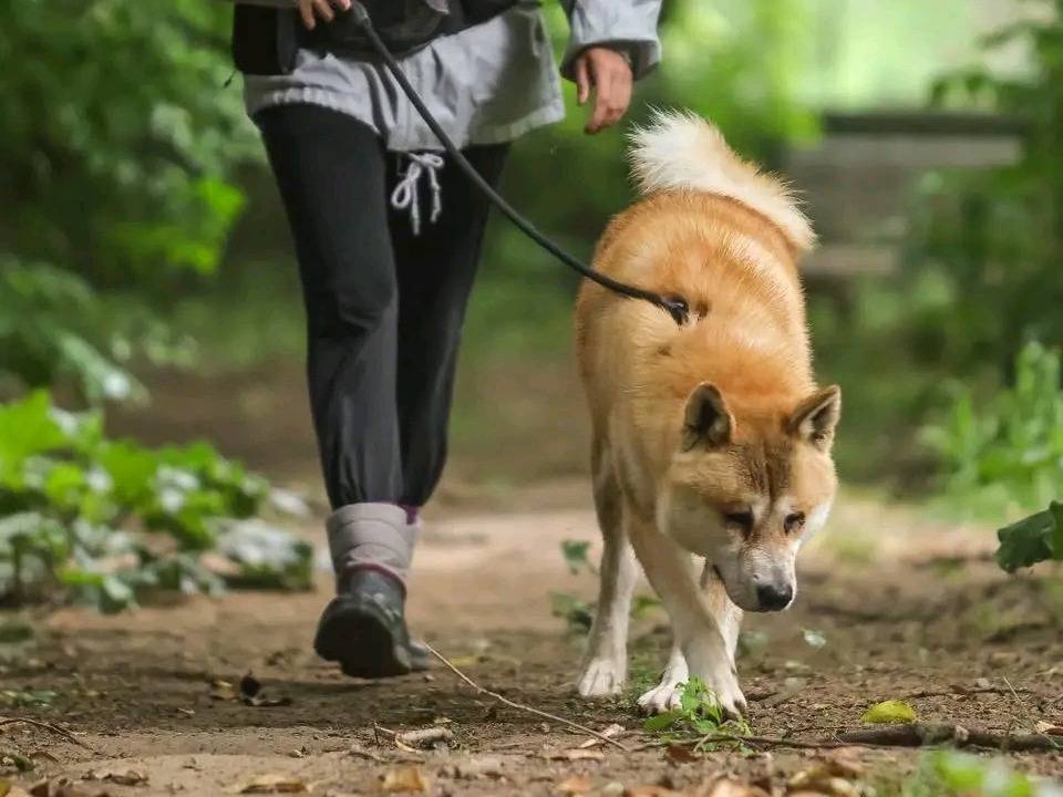 Adotta un cane, taglia grande, maschio, Cremona