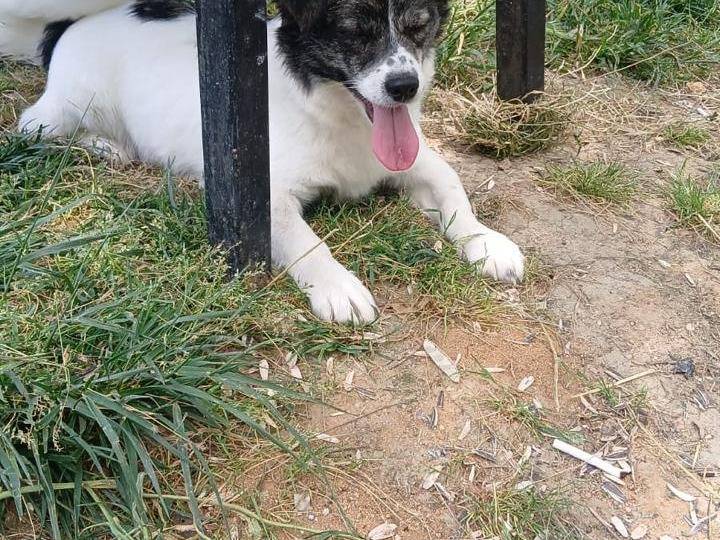 Adozione cane, maschio, Razza sconosciuta Razza sconosciuta, 9 mesi, taglia piccola, Bari