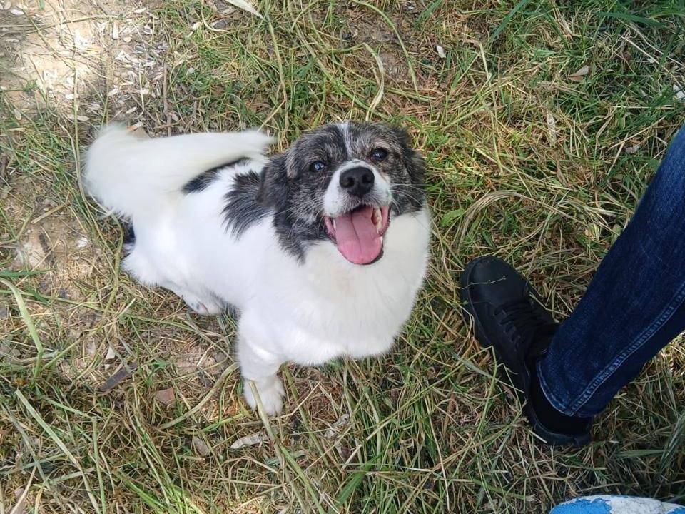 Adotta un cane, maschio, 9 mesi, Bari