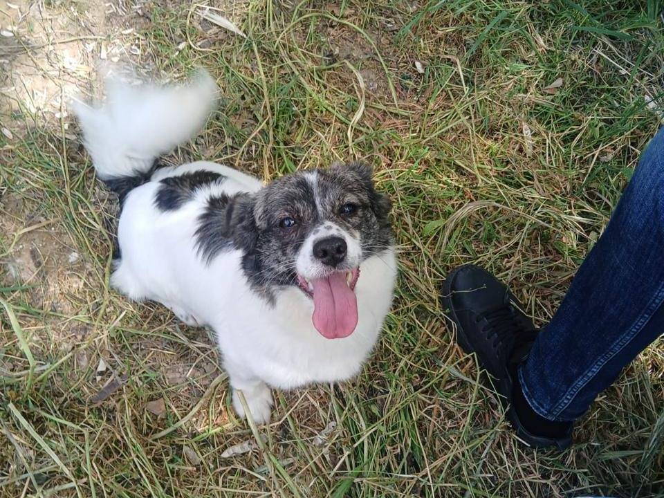 Adotta un cane, taglia piccola, maschio, Bari