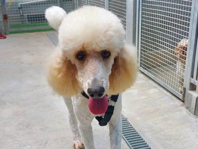 Adozione cane, maschio, Barbone Razza sconosciuta, 1 anno e 11 mesi, taglia grande, Cremona