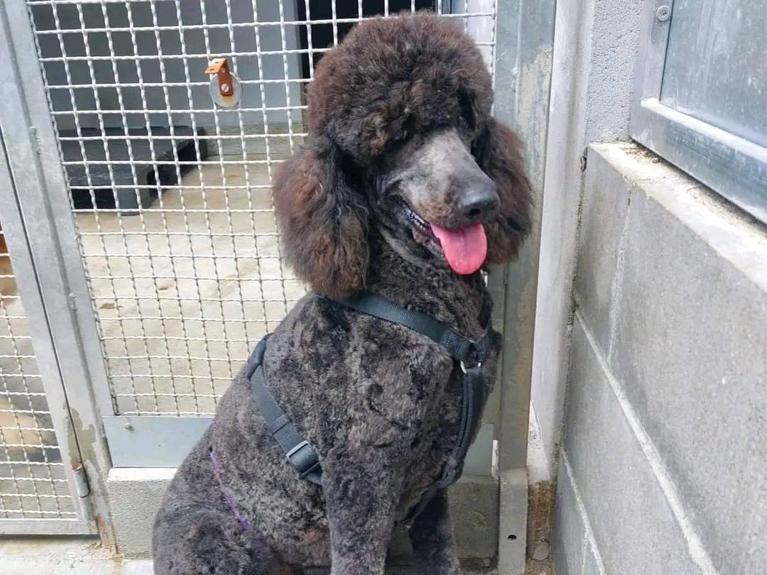 Adotta un cane, maschio, 1 anno e 11 mesi, Cremona