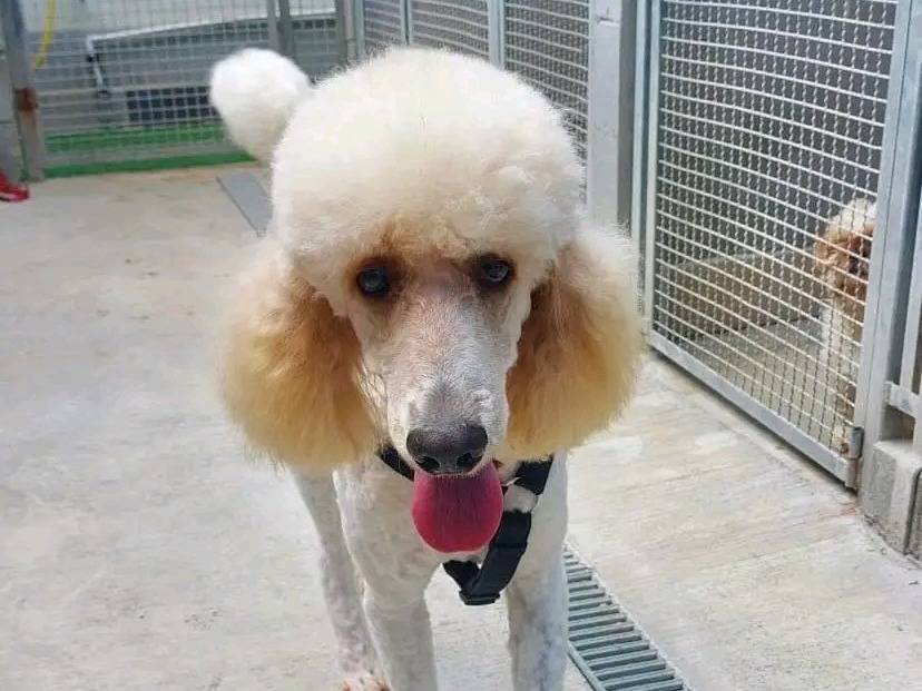 Adotta un cane, femmina, 2 anni e 1 mese, Cremona